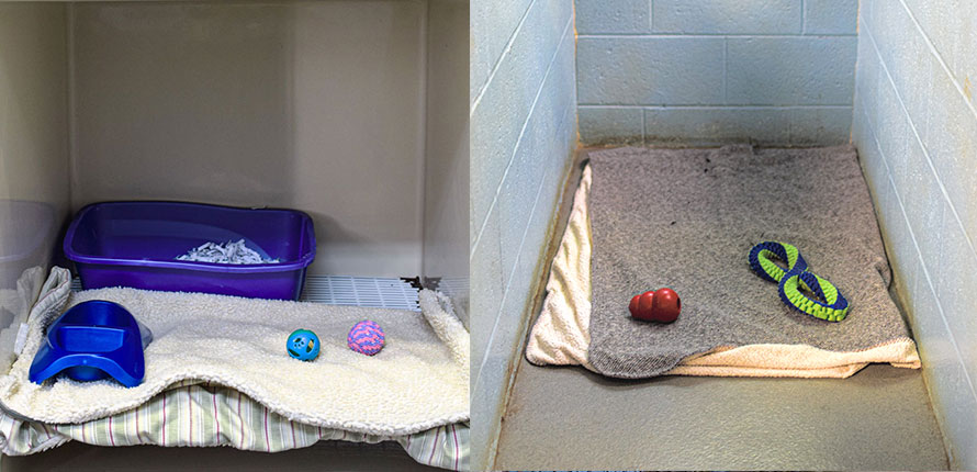 side by side images of feline and canine boarding kennels