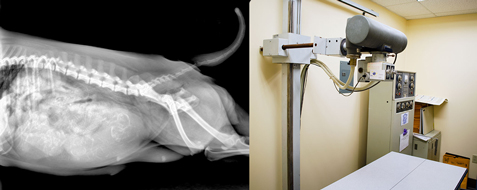 image of a dog abdomen on the left side and radiology machine on the right