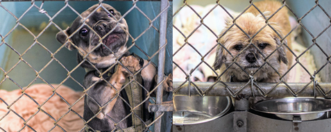 side by side images of dogs in boarding kennels