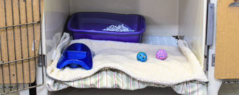 feline boarding kennel set up with blankets, toys, a litterbox, and dishes